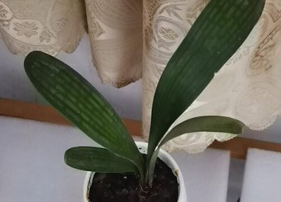 君子兰叶子根腐烂 君子兰烂根和叶片腐烂怎么处理