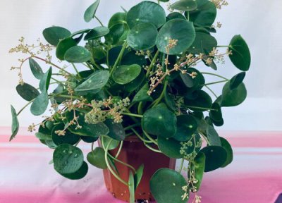 镜面草开花吗 开的花是什么样子的