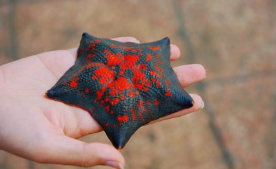 海星是肉食动物吗 海星是一种什么样的海洋动物