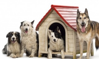 狗狗安静的名字 狗狗简单干净的名字