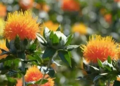 红花种植条件 红花栽培技术