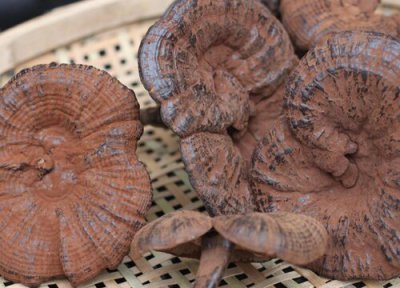 灵芝洗干净的方法 灵芝怎么洗才干净