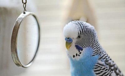 室内养虎皮鹦鹉对人体有害吗 家里养虎皮鹦鹉好处与害处