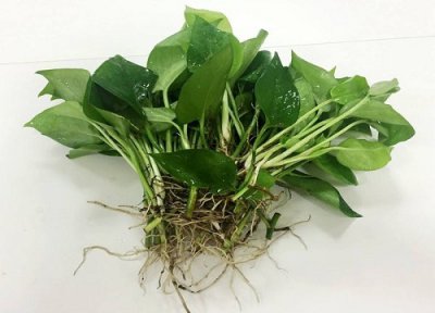 绿萝扦插快速生根方法 绿萝扦插的方法与护理技巧