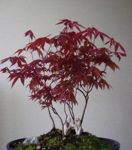 枫树配土方法 养殖枫树用什么土最好