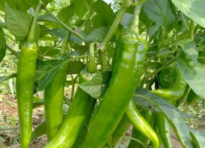 辣椒生长周期 辣椒打什么药好