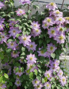 水晶喷泉铁线莲优缺点 二类铁线莲水晶喷泉花期特性