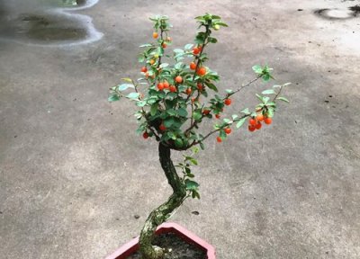 枸杞树移栽时间 枸杞树什么时候移栽最好