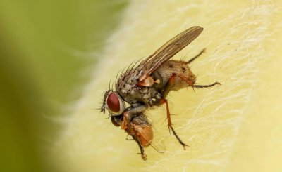 苍蝇在房间里乱飞怎么办 3个消灭家里苍蝇的简单小妙招