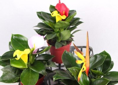 金钻会开花吗 金钻开花吗 养多大开花