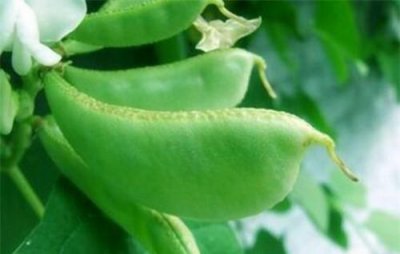 扁豆常见病虫害如何防治 扁豆主要病虫害预防管理技术