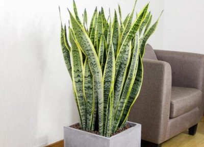 虎尾兰长根了不发芽怎么办 扦插虎尾兰不生长是什么原因