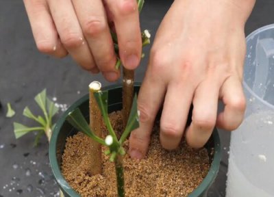 发财树扦插生根 如何扦插发财树长根更容易