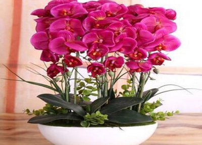 蝴蝶兰怎么养护根粗花更多 蝴蝶兰根少怎么让它生根多