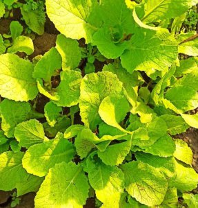 阳台上种小白菜施什么肥长得好 阳台种白菜施肥方法