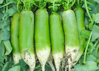 山东地区萝卜的种植方法和时间 什么时候种最合适