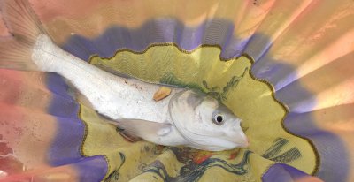 钓鲢鳙怎么调漂能钓更多的鱼 钓鲢鳙的三种调漂方法