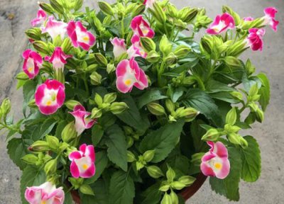 夏堇的养殖方法 夏堇的养殖方法和注意事项有哪些