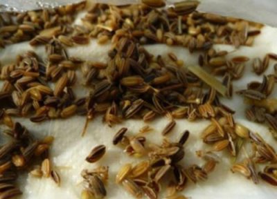 茴香种子的种植方法 茴香种子怎么种植方法