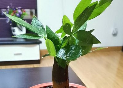 怎么挑选发财树 买发财树如何选择数量