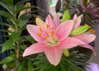 百合没根能活吗 百合养殖注意事项