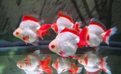 金鱼换水的正确方法 怎样给金鱼换水才是最科学的