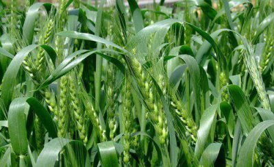 小麦发生白粉病怎样防治 小麦白粉病的原因及防治方法