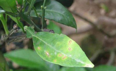 烟草炭疽病发病原因 烟草炭疽病的发病原因及治疗方法