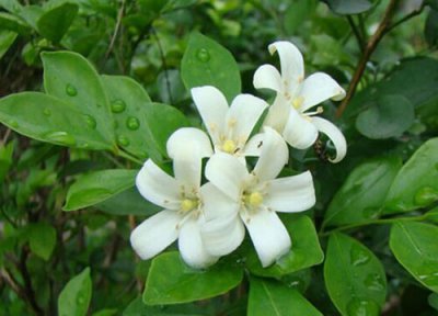 九里香冬天怎么养才能安全过冬 在北方室外能过冬吗