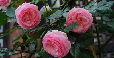 粉龙藤本月季优缺点分析 粉龙是抗病性特别好的品种