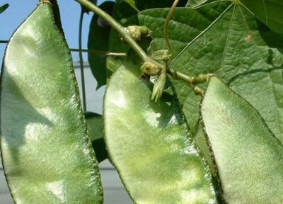 眉豆是热性还是凉性 眉豆属于热性还是凉性