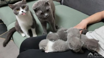 养猫哪些是没有必要买的 养猫有用和没用的用品经验谈