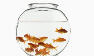 养什么鱼家里进财最好 家里养什么鱼招财转运