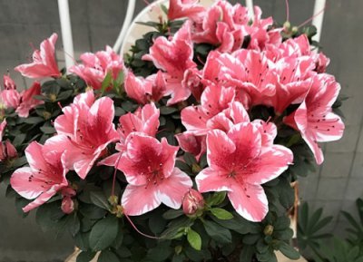 杜鹃花扦插时间 杜鹃花扦插生根最快方法