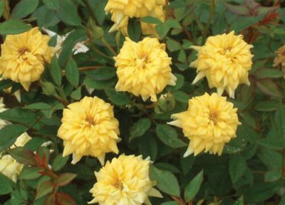 微型月季耐寒吗 微型月季过冬温度及养护方法