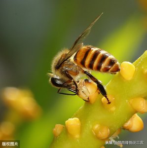 蜜蜂能活多久 工蜂是什么蜜蜂 最长可以活多长时间