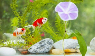 新鱼缸多久喂食合适呢 新鱼入缸多久喂食