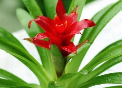 预祝考研成功送什么花 希望朋友考研成功送什么花寓意好