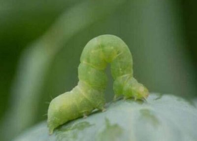 四季豆种植中常见病害 四季豆病虫害防治技术与方法措施