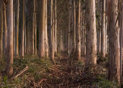 种植桉树利润分析 种桉树大概每亩投资多少成本