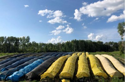 西洋参产地哪里好 中国哪里种植的西洋参最为正宗