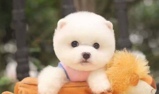 茶杯犬幼犬怎么养 茶杯犬幼犬的饲养方法