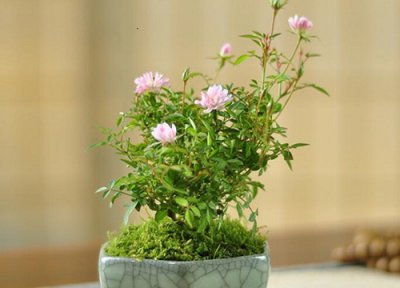 姬月季的养殖方法和注意事项 怎么养护容易爆盆