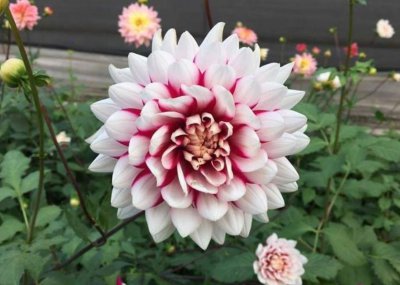 大丽菊什么时候开花 开放时间是几月