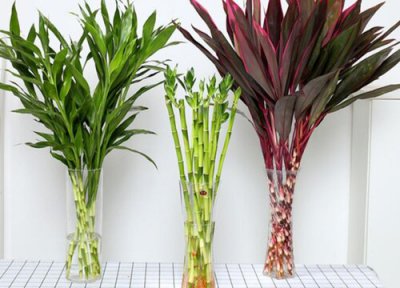 紫色富贵竹开花吗 开什么样的 图片