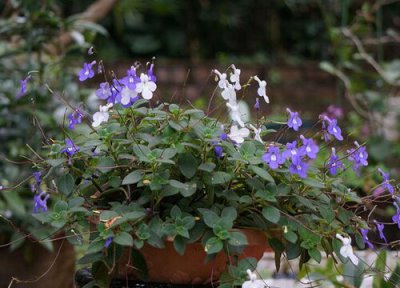 海豚花的养殖方法 海豚花的养殖方法和注意事项