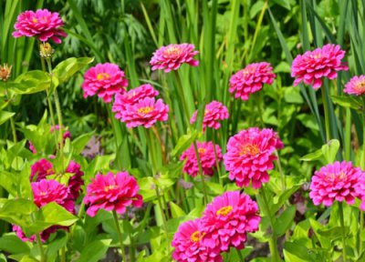 百日草花期时间 百日草花期是什么时候