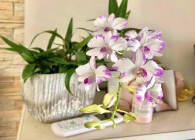 石斛兰为什么总是消苞 石斛兰忽然掉花苞怎么办