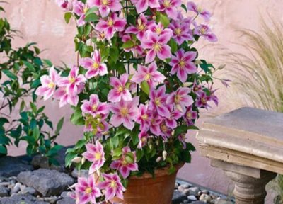 铁线莲的花期时间 铁线莲花期是什么时候