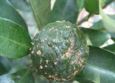 柑橘种植中常见病害 柑橘病虫害防治技术与方法措施